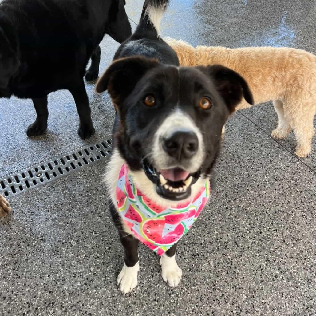 Photo of Shadow, adoptable Collie, Border / Mix in Oceanside, California