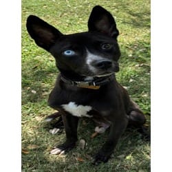 Photo of Baron Von Bark, adoptable Catahoula Leopard Dog in Texas City, Texas