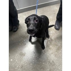 Photo of Tatiana, adoptable German Shepherd Dog in San Antonio, Texas
