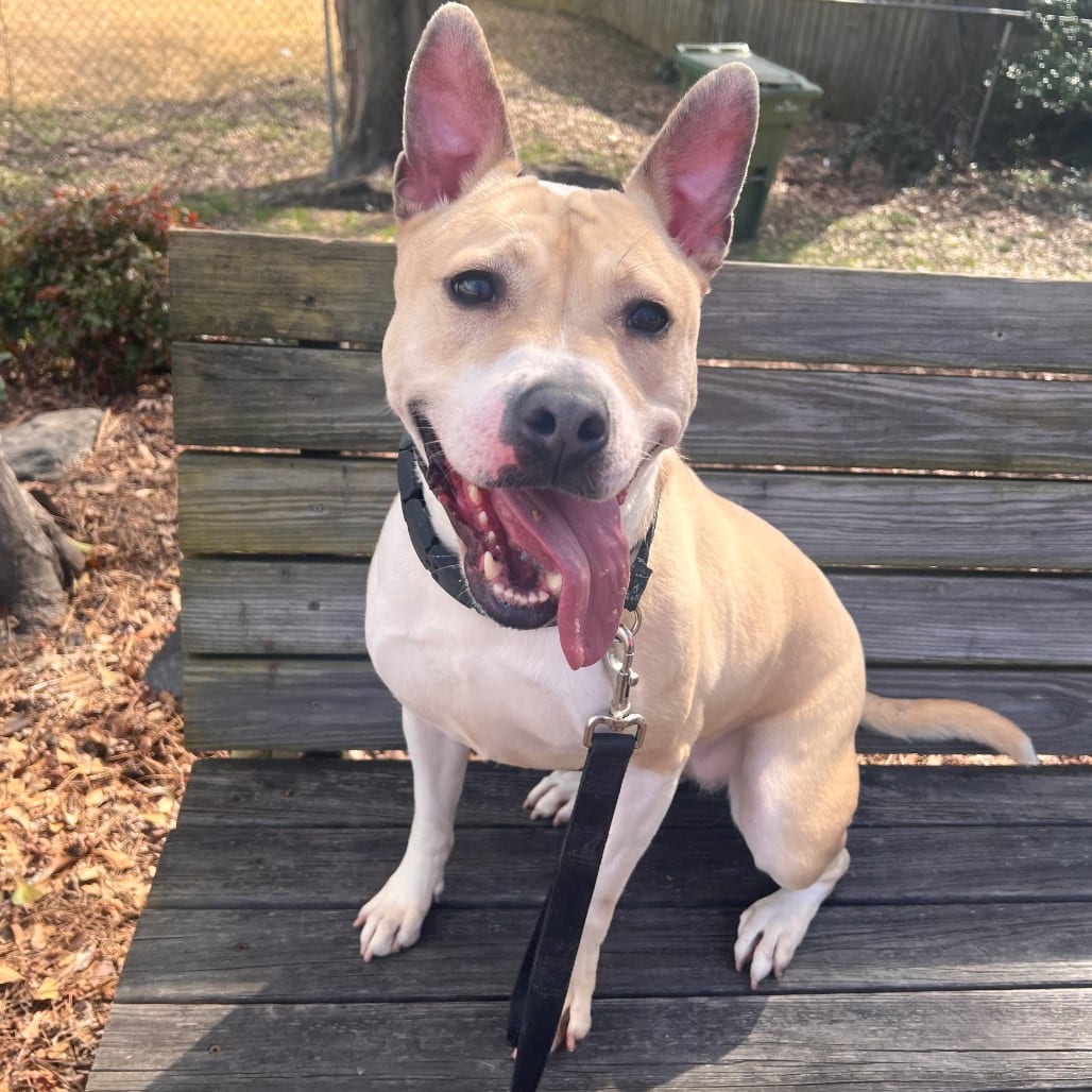 Photo of Tator Tot, adoptable Mixed Breed (Medium) in Columbus, Georgia