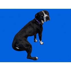 Photo of Milkshake, adoptable Pointer Labrador Retriever in Doral, Florida