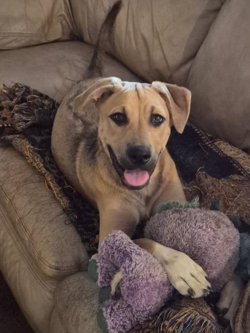 Photo of Rex, adoptable Black Mouth Cur in Tabernash, Colorado