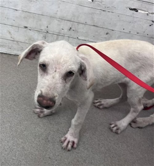 Photo of Daphney, adoptable Labrador Retriever in San Bernardino, California