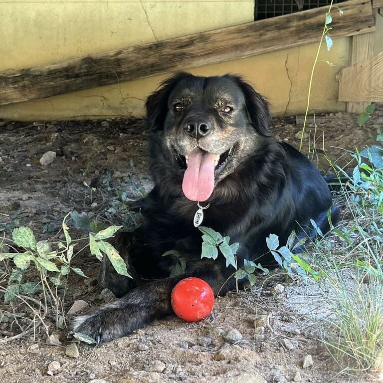 Photo of Lou, adoptable Shepherd, German in Raleigh area, North Carolina