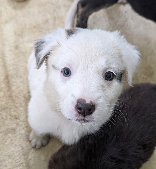 Photo of Brie, adoptable Great Pyrenees in Brooklyn Center, Minnesota