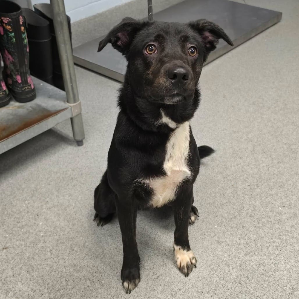 Photo of Oliver, adoptable Retriever / Mixed Breed (Medium) in Martinsville, Virginia