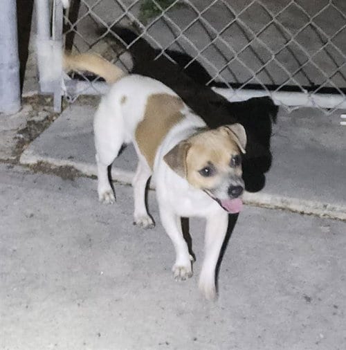 Photo of Pito, adoptable Terrier in San Antonio, Texas