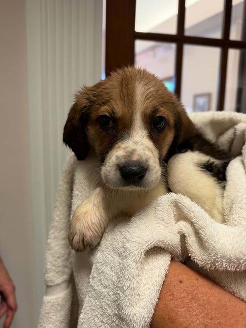 Photo of Screamer - Halloween Litter, adoptable Anatolian Shepherd in Holly Springs, North Carolina