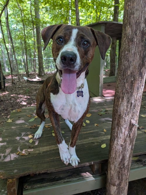 Photo of Watson, adoptable Unknown breed (short coat) in McCormick, South Carolina