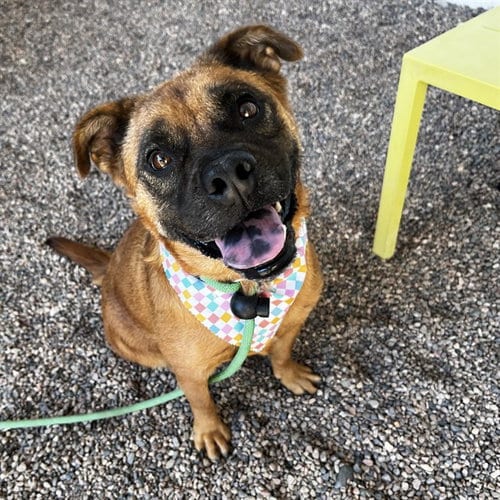 Photo of Peanut, adoptable Chow Chow in Mesa, Arizona