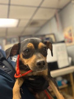 Photo of Bonnie, adoptable Terrier in Stockton, California