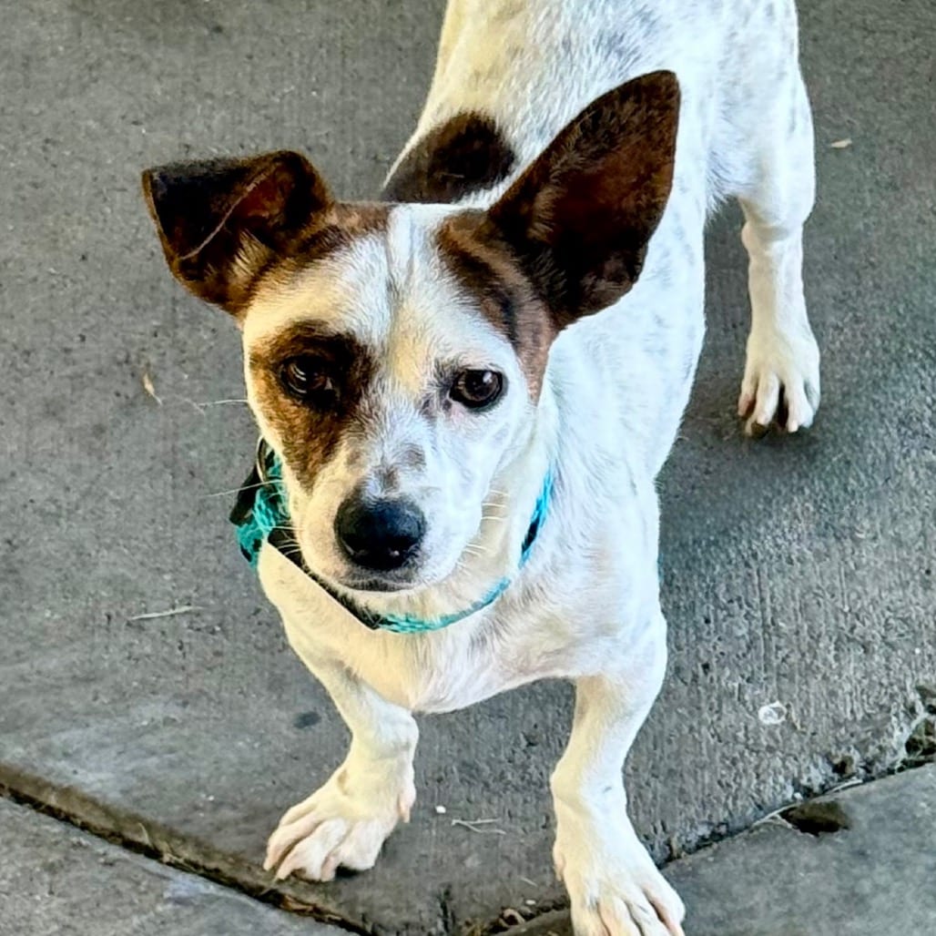 Photo of Melissa King - Chino Hills Location, adoptable Terrier, Jack Russell / Mix