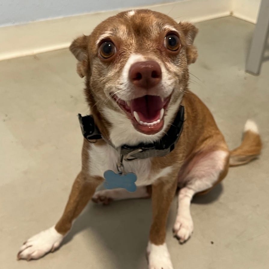 Photo of Jazzy - Costa Mesa Location, adoptable Chihuahua / Mix