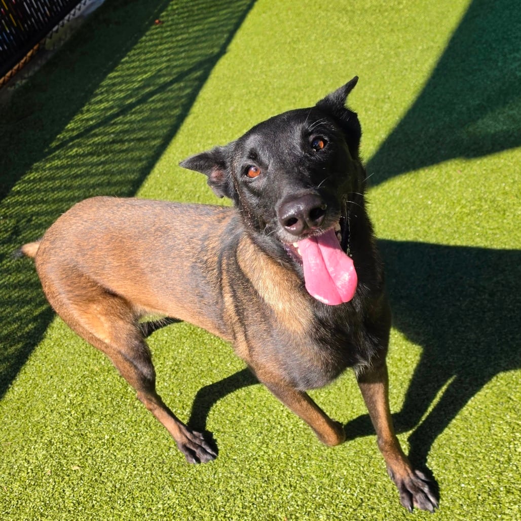Photo of Tonka Jahari, adoptable Shepherd, Belgian Malinois in Greensboro, North Carolina