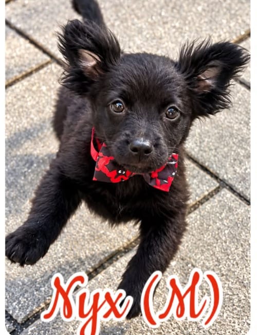 Photo of Nyx, adoptable Shih Tzu in Plainfield, Illinois