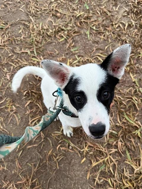 Photo of Cookie, adoptable Queensland Heeler in Lompoc, California