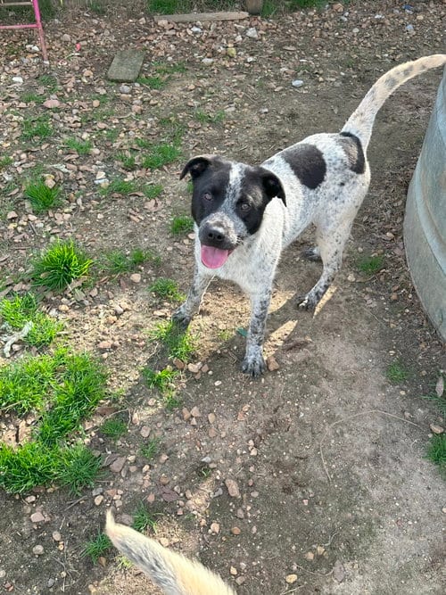 Photo of JJ, adoptable Australian Cattle Dog/Blue Heeler in Jackson, Mississippi