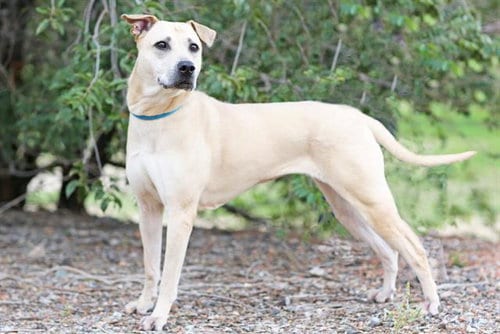 Photo of Jasmine, adoptable American Pit Bull Terrier in Albuquerque, New Mexico