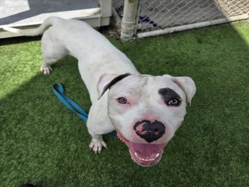 Photo of Petey, adoptable Staffordshire Bull Terrier in Los Angeles, California