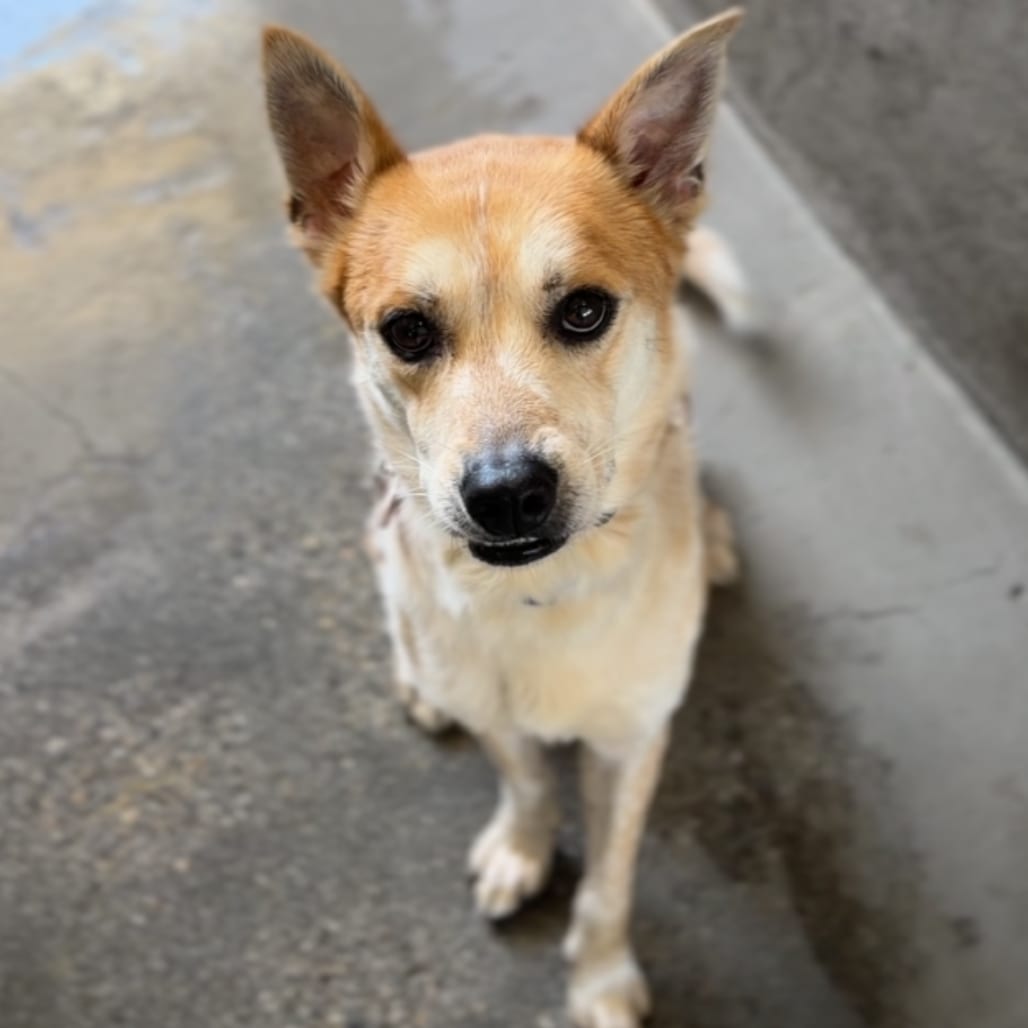 Photo of Wiley A2282335, adoptable Shepherd, German in Middletown, New York