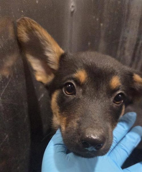 Photo of Binx, adoptable German Shepherd Dog in San Antonio, Texas