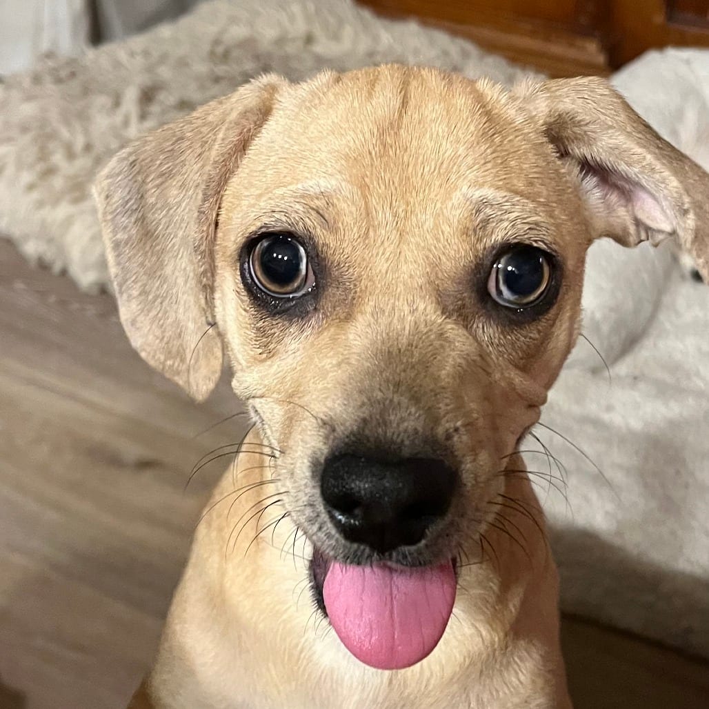 Photo of Twinkie, adoptable Dachshund, Standard Smooth Haired in Oceanside, California