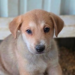 Photo of Falcon JuM, adoptable German Shepherd Dog Mixed Breed (Medium) in Baltimore, Maryland