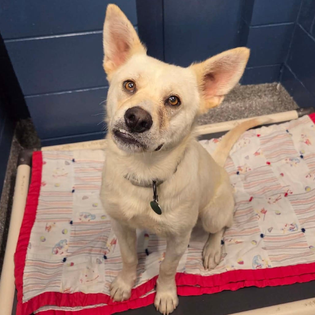 Photo of Jamie, adoptable Mixed Breed (Medium) in Buffalo, Minnesota