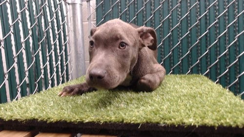Photo of Darry, adoptable Pit Bull Terrier in Downey, California