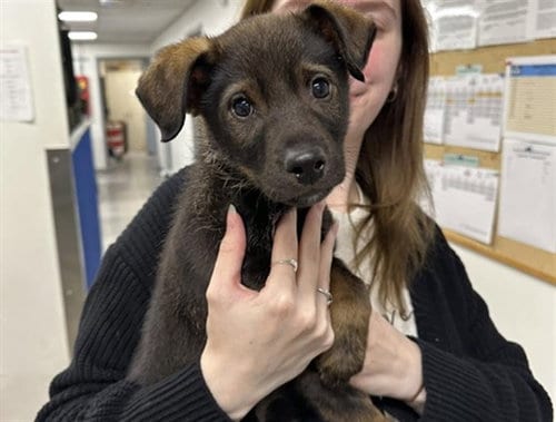 Photo of Tyson, adoptable Terrier in Anchorage, Alaska