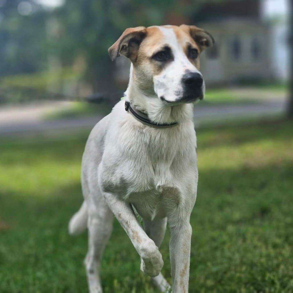Photo of Darcy, adoptable Mixed Breed (Medium) in Alma, Wisconsin