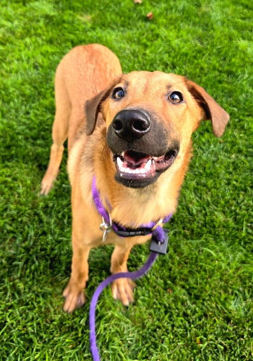 Photo of Java, adoptable Labrador Retriever in Salt Lake City, Utah