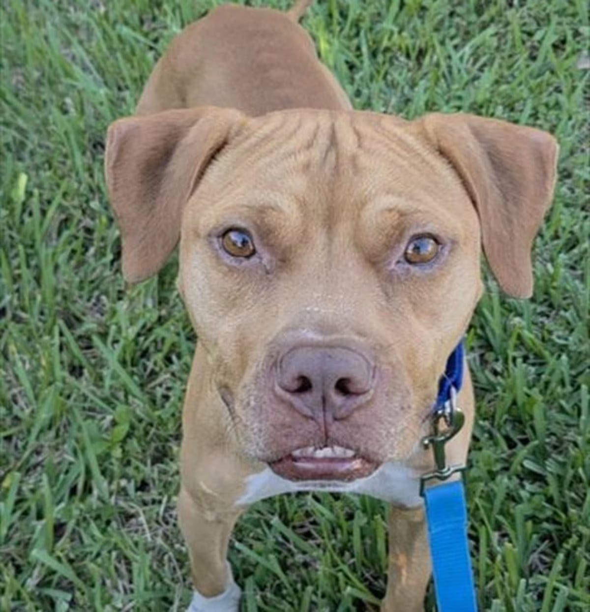 Photo of Chuckles, adoptable American Pit Bull Terrier in Fort Lauderdale, Florida