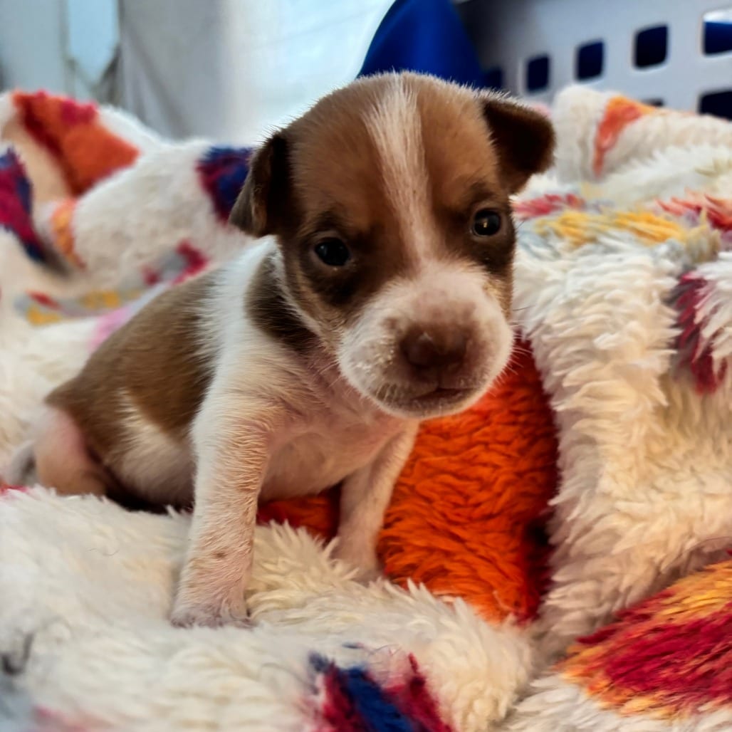 Photo of Taco, adoptable Terrier / Mixed Breed (Medium) in Raleigh area, North Carolina