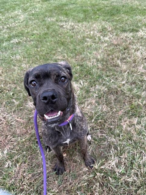 Photo of Lily, adoptable Cane Corso Mastiff in Forestville, Maryland
