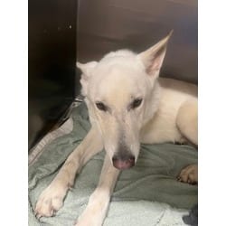 Photo of Miracle Max, adoptable German Shepherd Dog in Baton Rouge, Louisiana