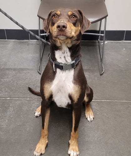 Photo of Blair, adoptable dog in Farmington, New Mexico
