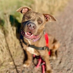 Photo of Stanley, adoptable American Pit Bull Terrier in Aurora, Colorado