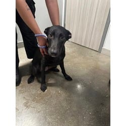 Photo of Tidus, adoptable German Shepherd Dog in San Antonio, Texas