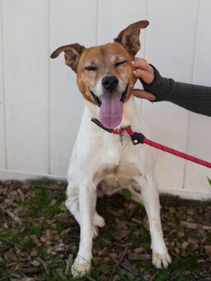 Photo of Peony, adoptable dog in Chamblee, Georgia