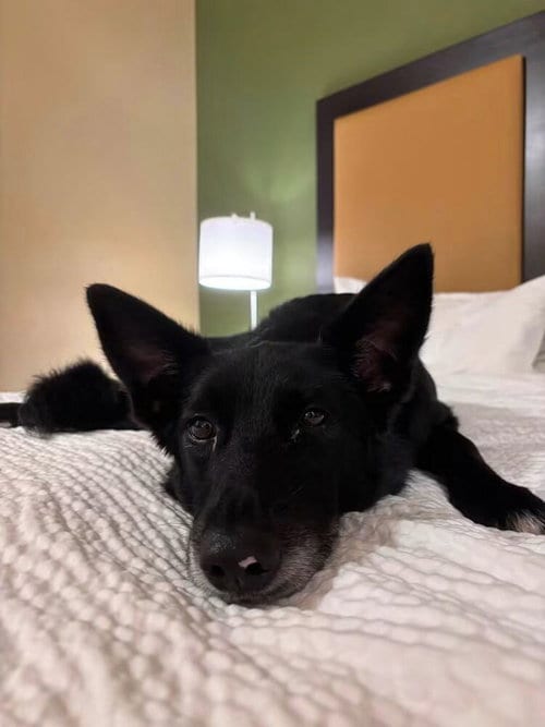 Photo of CD : Dolly, adoptable German Shepherd Dog in Aurora, Indiana