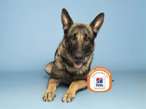 Photo of Rosie, adoptable German Shepherd Dog in Phoenix, Arizona