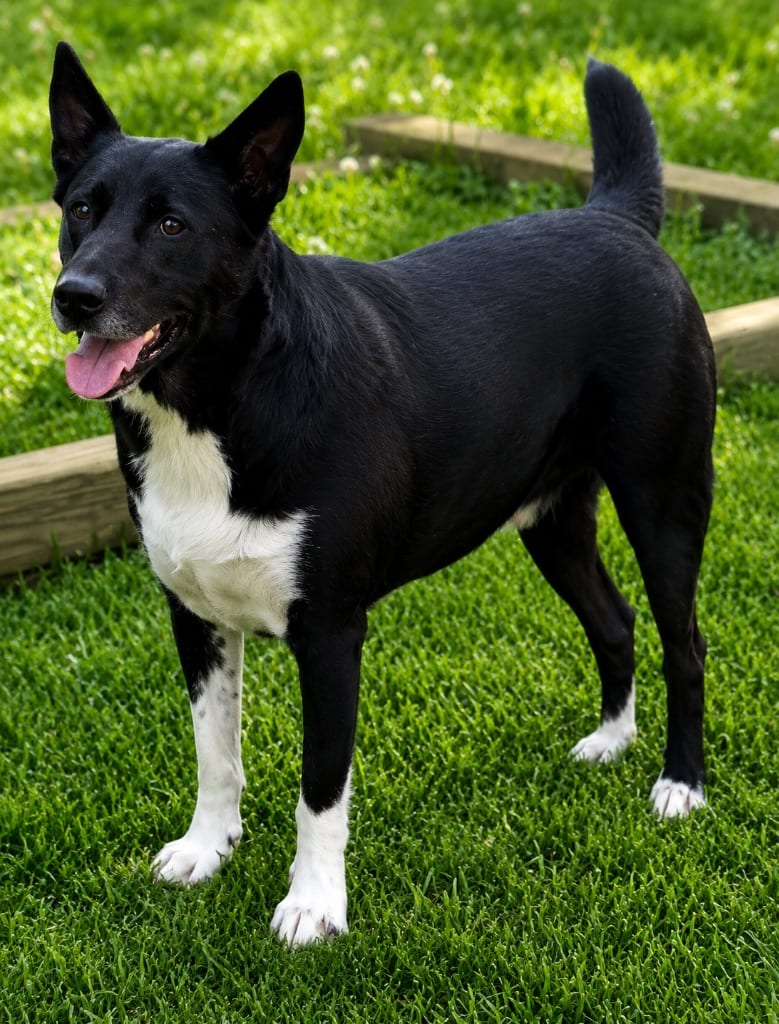 Photo of Sax, adoptable Australian Kelpie in Crossville, Tennessee