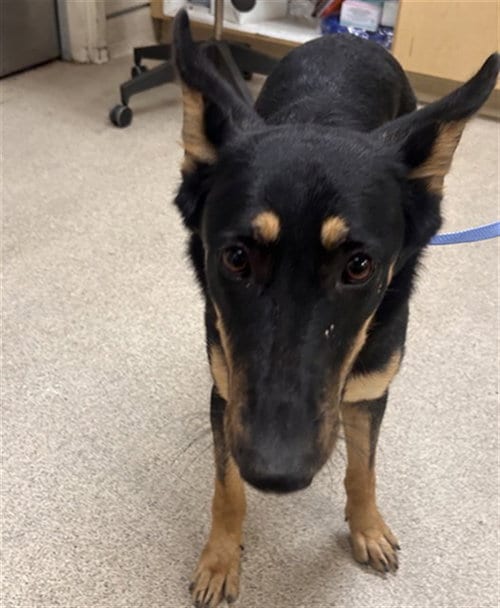 Photo of Mazie, adoptable German Shepherd Dog in Riverside, California
