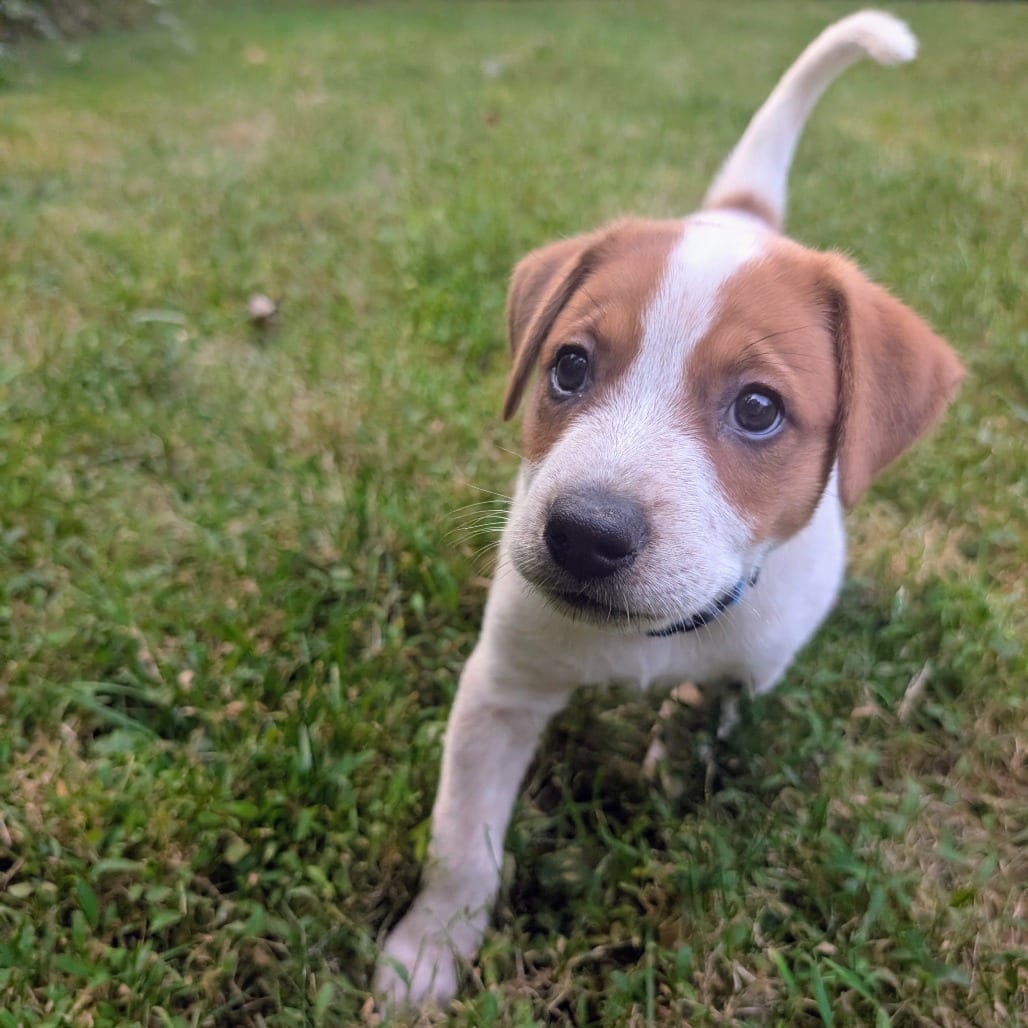 Photo of Macee Pup - Portia, adoptable Cattle Dog / Mixed Breed (Medium) in Fairfax Station, Virginia