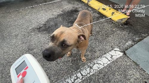 Photo of Cashew, adoptable American Pit Bull Terrier in Ocala, Florida