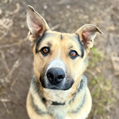 Photo of Katie, adoptable Shepherd in Yreka, California
