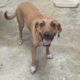 Photo of Feona - 072310U, adoptable Bloodhound / Mix in Tupelo, Mississippi