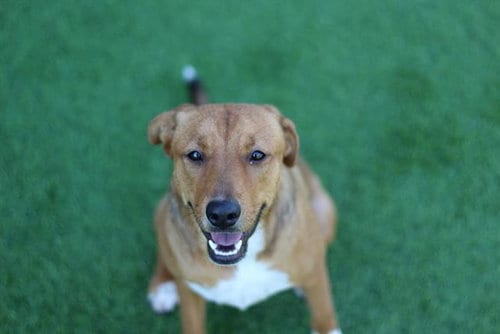 Photo of Bagel, adoptable American Staffordshire Terrier in Grand Prairie, Texas