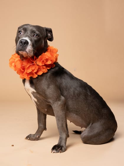 Photo of Coachella, adoptable dog in Atlanta, Georgia
